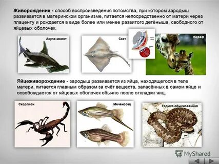 Живородящие это