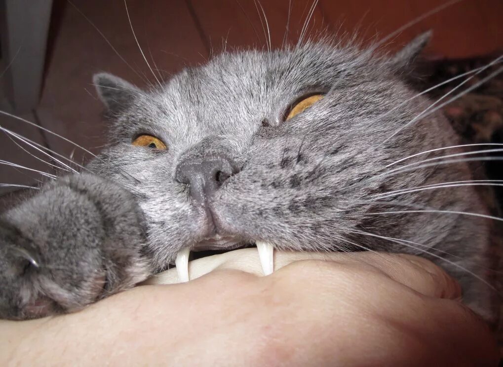 Что делать если укусила кошка. Кусачая кошка. котики кусаются. кошка царапается.