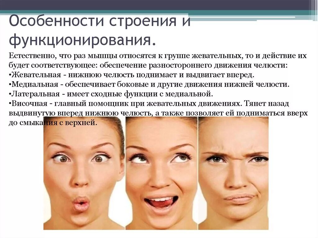 Функции мимических мышц. Функции мимических мышц