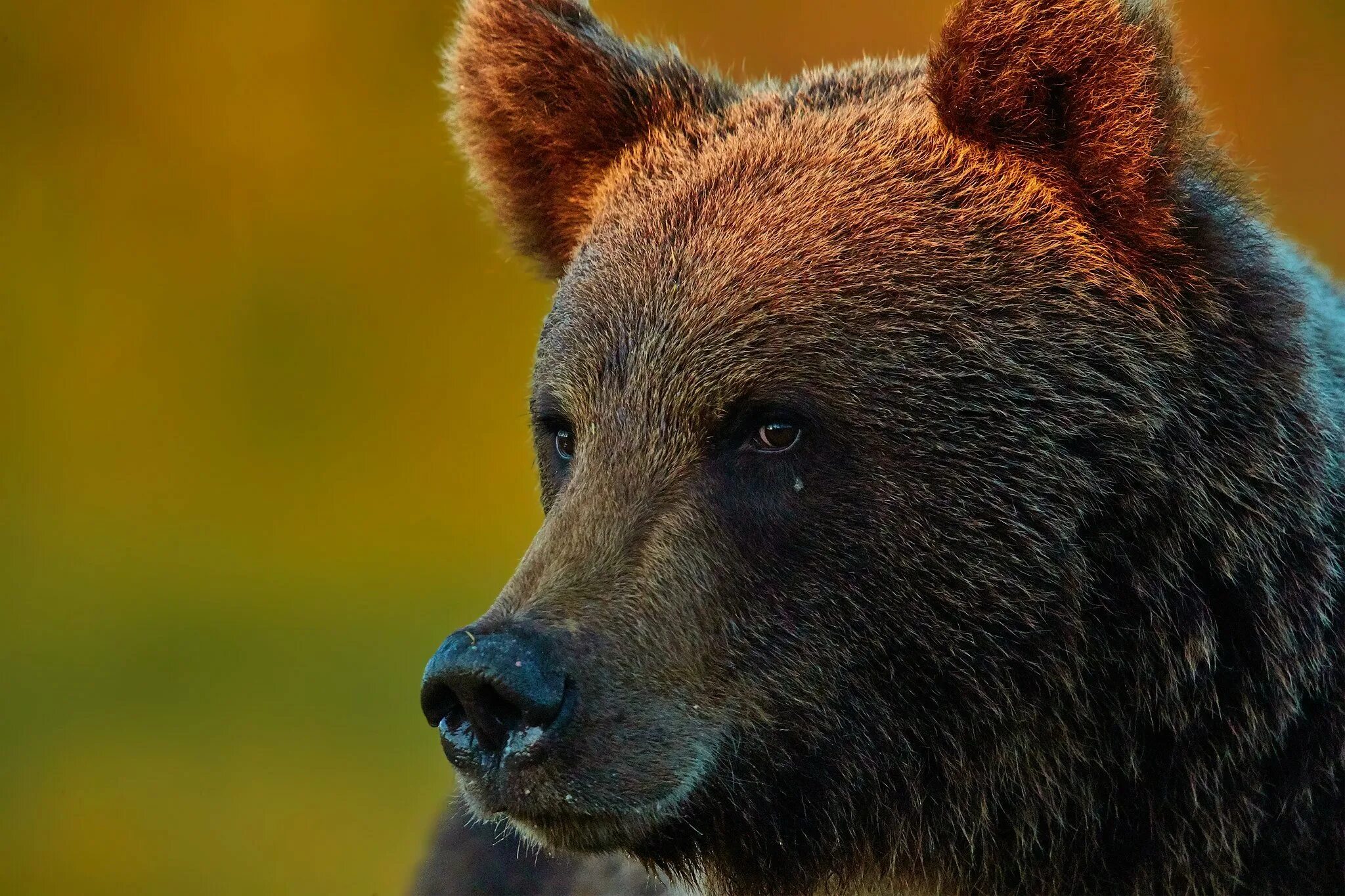 Какой нос у медведя. Бурый медведь анфас. Медведь Гризли. Бурый медведь Михайло Потапыч. Камчатский бурый медведь.