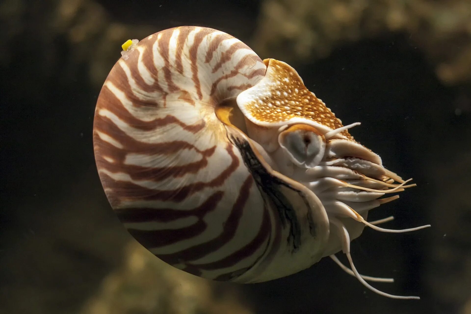 Головоногие голова. Наутилус моллюск. Наутилус головоногие. Головоногие моллюсков Наутилус. Наутилус Помпилиус моллюск.