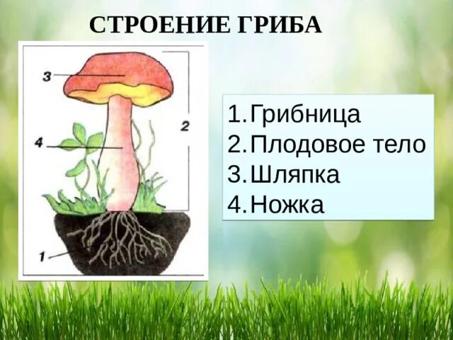 Что такое грибница 3 класс окружающий. Строение гриба. строение гриба для детей. строение гриба карточка. строение гриба 3 класс.