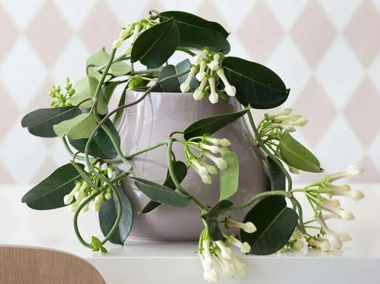 Стефанотис ампельный. Стефанотис stephanotis