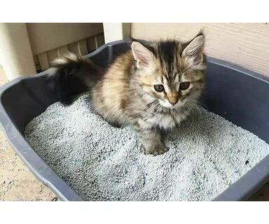 Как приучить уличного кота