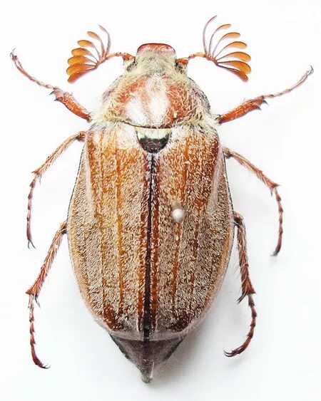 самец майского жука. жук хрущ майский западный. хрущ жук самка. Melolontha melolontha хрущ майский западный. майский жук самец и самка.