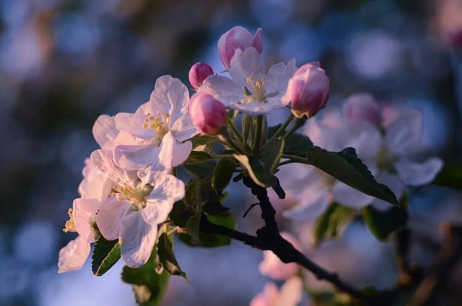 Яблони цветет что делать. Цветущие яблони. Расцветали яблони. Цветущая веточка яблони. Яблоневый цвет.
