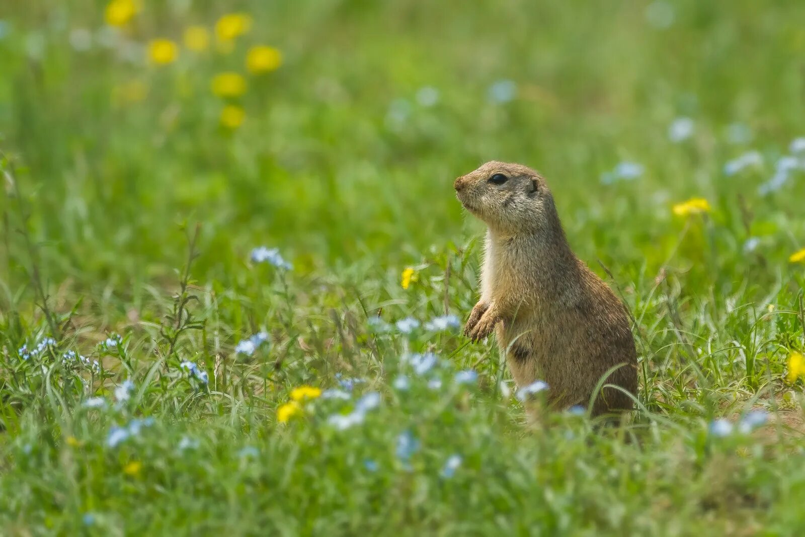 суслик зона. суслик малый красная книга крыма. суслик степной калмыкия. карамыш суслик. суслик зона.