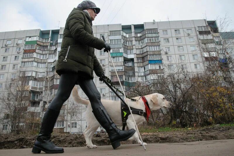 Дай поводырь 4. Прохожие и собаки. хозяин с собакой и прохожие. типичный день собак. технический поводырь.