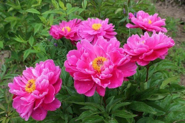 Nice Gal peony. Найс Гал пион. Пулков сад YouTube