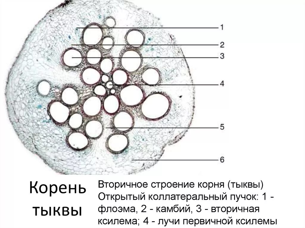Первичное и вторичное строение корня. Поперечный срез корня тыквы. поперечный срез корня тыквы обыкновенной. поперечный разрез корня тыквы. вторичное строение корня тыквы.