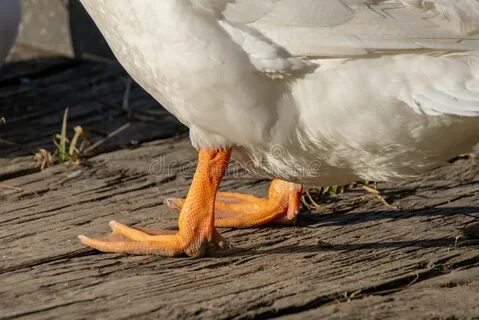 Webbed foot
