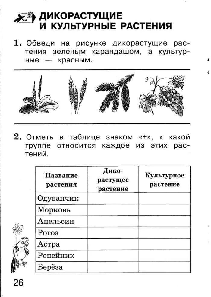 Контрольная работа по теме растительные сообщества. Дикорастущие и культурные растения задания. Дикорастущие и культурные растения задания 2 класс. Дикорастущие и культурные растения 1 класс задания. Крартчока дикорастущие и культурные растения.