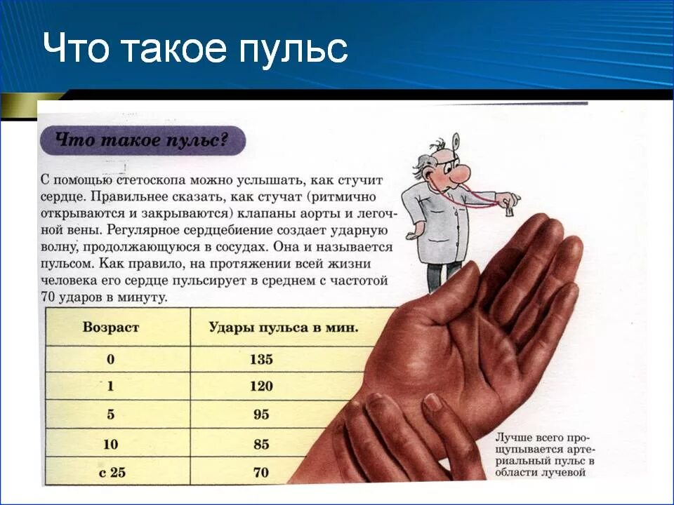 Частота сердечных сокращений у взрослого нетренированного человека. Пульс. пульс человека. норма ударов в минуту пульса минуту. пульс человека норма.