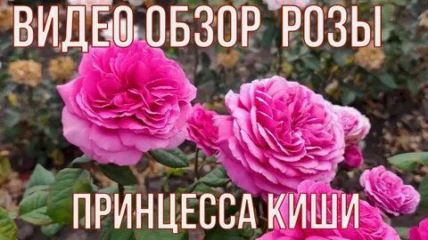Кфх розы