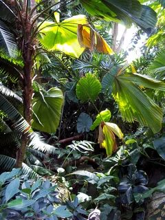 Tropical cuties deli gallery - DriverLayer Search Engine. http:driverlaye...