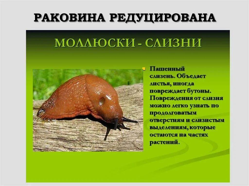 Отсутствием какого важного элемента отличается слизень. Слизень моллюск. тип симметрии у слизня. строение слизня.