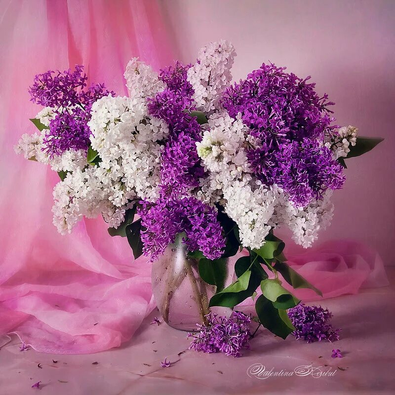 Словосочетание букет сирени. Букетик сирени на солнце. Сирень вильгельм пфитцер. Сирень памяти колесникова. Махровая сирень букет.