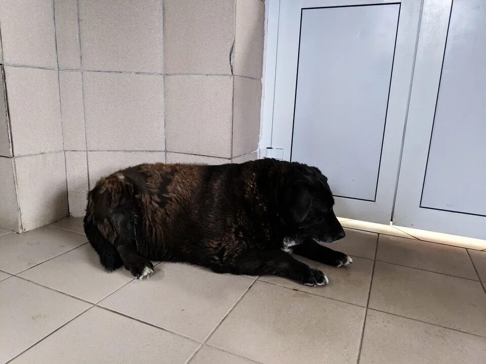 Собака моня из горячего ключа. Собака - печора вокзальная. 03. Очень толстая собака на ярославском вокзале. Собаки печора.