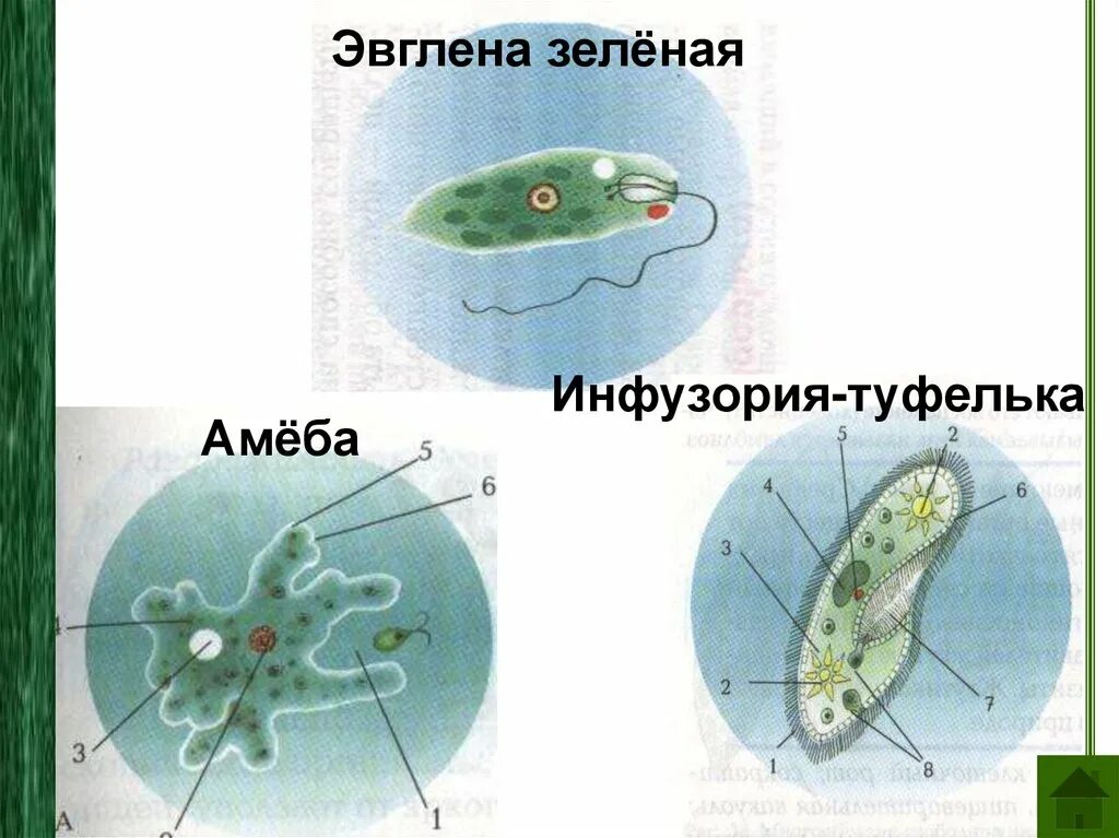 Строение амебы эвглены зеленой и инфузории туфельки. Амеба инфузория туфелька эвглена зеленая. Строение амебы и эвглены зеленой. Инфузория туфелька,амёба,евглена.