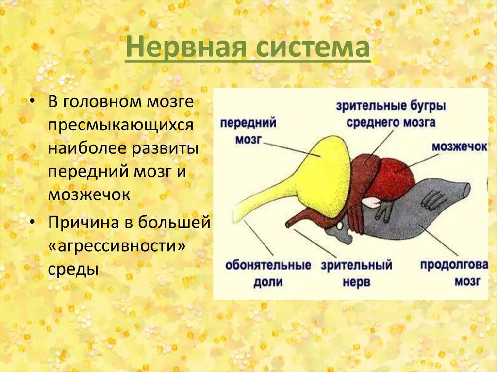 Головной мозг птиц отличается от земноводных. Нервная система система рептилий. Нервная система пресмыкающихся. Нервная система пресмыкающихся 7 класс. Схема строения нервной системы пресмыкающихся.