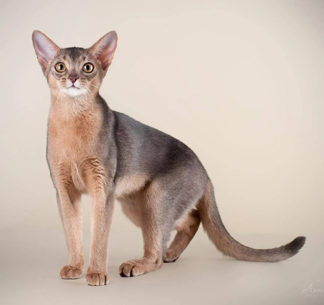 Абиссинская кошка серая. Абиссинская кошка серая. Абиссинская голубая кошка. Абиссинская голубая кошка. Абиссинская голубая кошка.