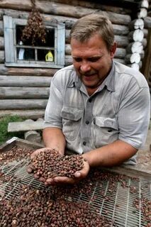 Кедровый орех можно собирать