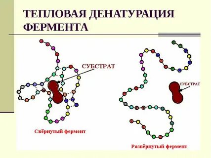 При денатурации ферментов происходит