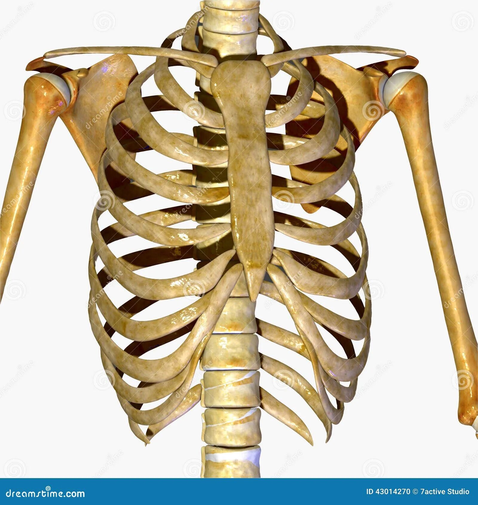 Сколько в ребре воды. Скелет человека ребра. Ребра человека анатомия. Скелет грудной клетки. Анатомия человека кости ребра.