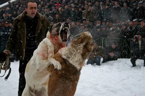 Алабай бой