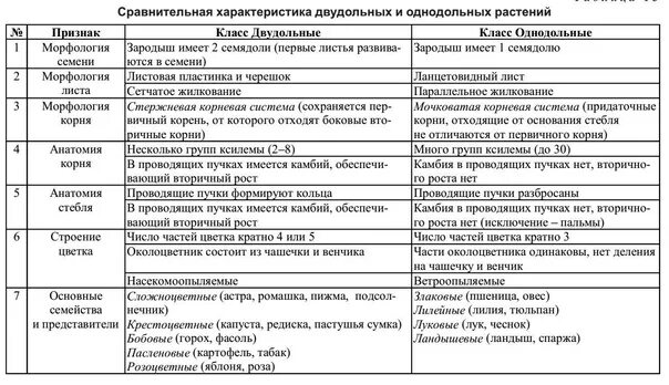 Класс Покрытосеменные. Основные различия между Двудольными и Однодольными растен
