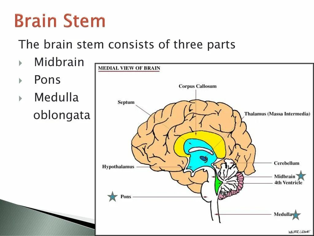 The brain consists of grey and white. Brain stem structure. brain consist. parts and structures of the brain 3 part. three parts of brain.