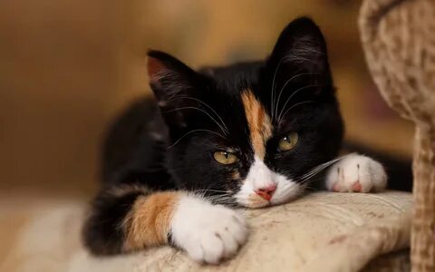 Котенок черно белый рыжий