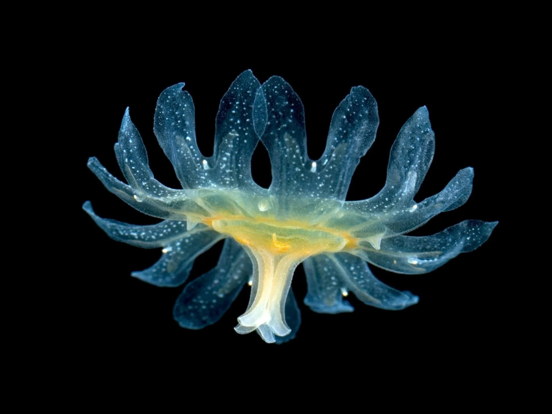 Светящееся существо. Биолюминесценция кишечнополостных. Морские растения. Светящиеся морские растения. Светящиеся морские организмы.