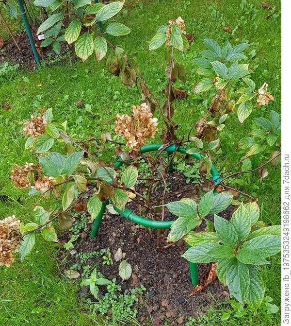 Почему сохнут листья у гортензии метельчатой. Кольцевая пятнистость гортензии. Хлороз гортензии крупнолистной. Кольцевая пятнистость гортензии. Хлороз гортензии.