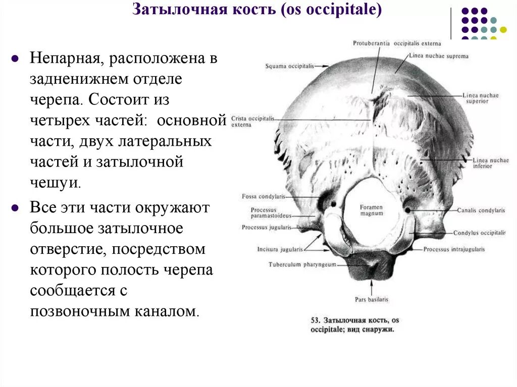 Части затылка. Внутрияремный отросток затылочной кости. Основная (базилярная) часть затылочной кости. Linea nuchae Superior затылочной кости. Строение затылочной кости черепа человека анатомия.