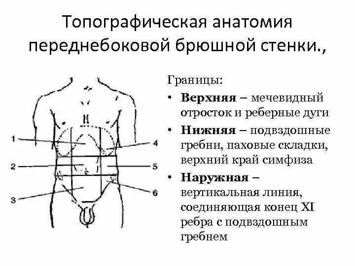 Брюшная область живота. Отделы брюшной стенки топографическая анатомия. Топографические области передней брюшной стенки. Топографическая анатомия передне-боковой брюшной стенки. Переднебоковая стенка живота топографическая.