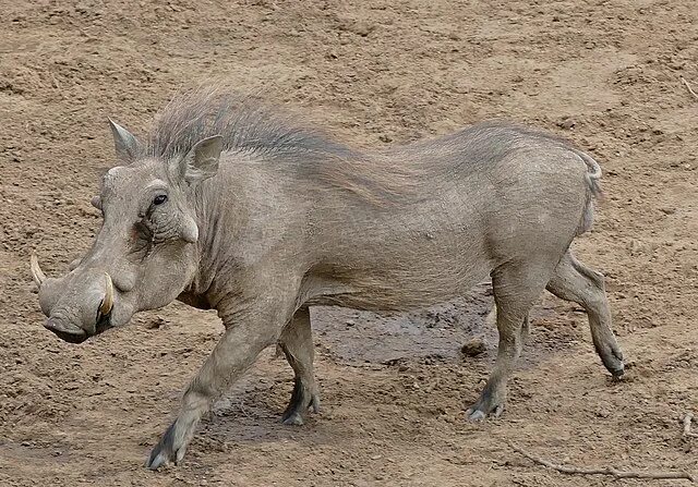 The Lion King: Pumbaa character design by Michael Kutsche Lion king, Majestic an