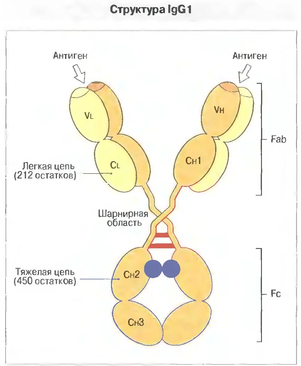 Иммуноглобулинов класса igg. IGG иммуноглобулин. Структура антитела IGG. Иммуноглобулин класса g строение. IGG антитела строение.