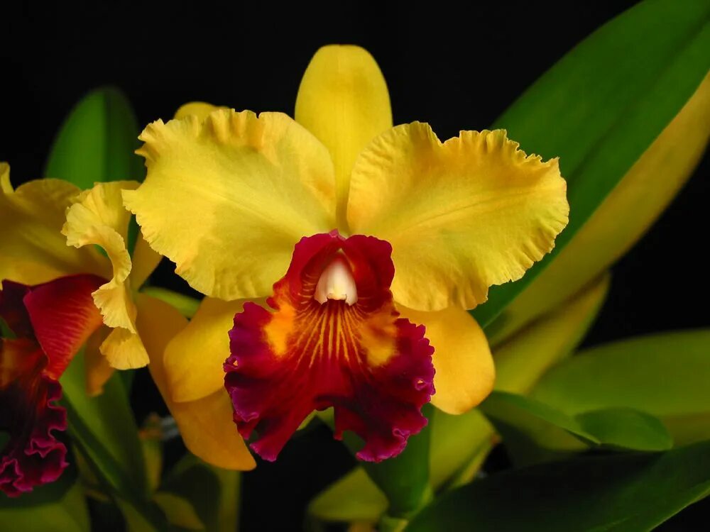 Орхидея Каттлея. Орхидея Каттлея желтая. Катлея Орхидея Каттлея. Гибридная Каттлея желтая.