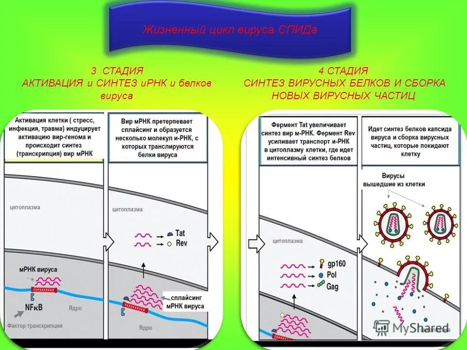 Синтез вирусных белков схема. Синтез вирусных белков микробиология. Где осуществляется синтез вирусного белка. Синтез вирусных компонентов протекает в. Синтез вирусного белка осуществляется.