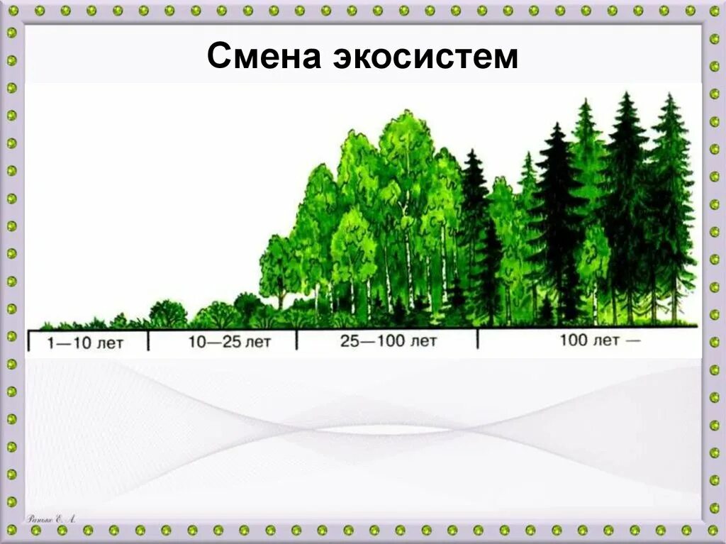 Естественная смена экосистемы примеры. Смена экосистем. Поступательные изменения экосистем. Динамика лесных экосистем. Изменение экосистемы.