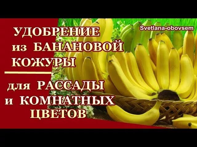Подкормка из кожуры банана для рассады. Удобрение из банановых корок. удобрение из кожуры банана для комнатных. удобрения из кожуры банана для комнатных цветов. банановые шкурки для удобрения комнатных цветов.