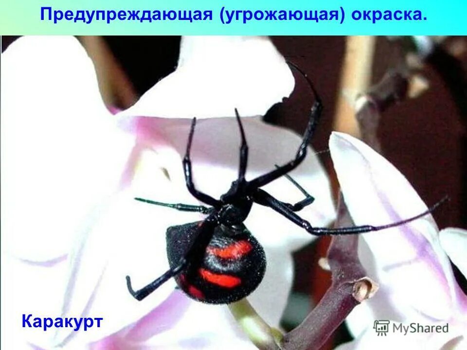 Предостерегающая (угрожающая) окраска. Относительность предостерегающей окраски. Предупреждающая и угрожающая окраска. Предупредить угрожающего. Предупредить угрожающего.