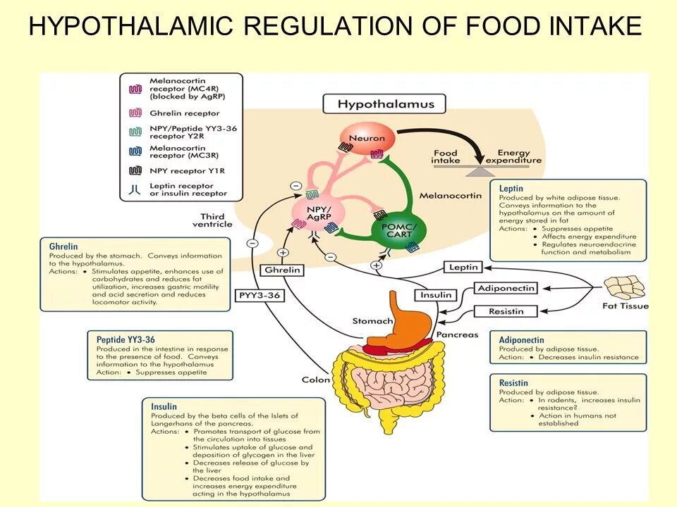 Лептин грелин инсулин. Гипоталамус и инсулин. Гормон пептид YY. Лептин грелин и ожирение. Гормон роста белок