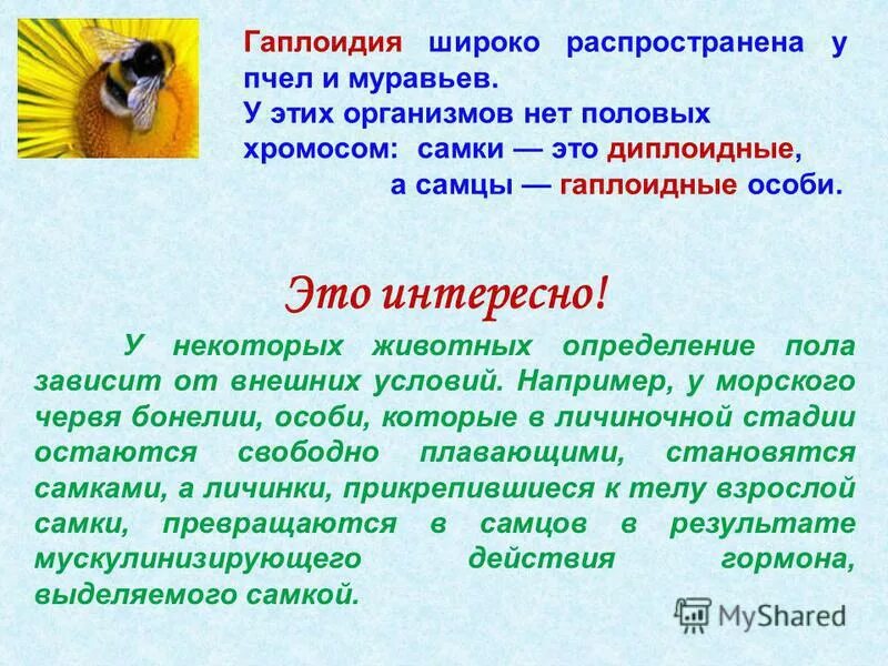 Репродуктивное поведение животных. Формы поведения животных. Классификация животных в биологии схема. Основы определения животных. Виды поведения животных.