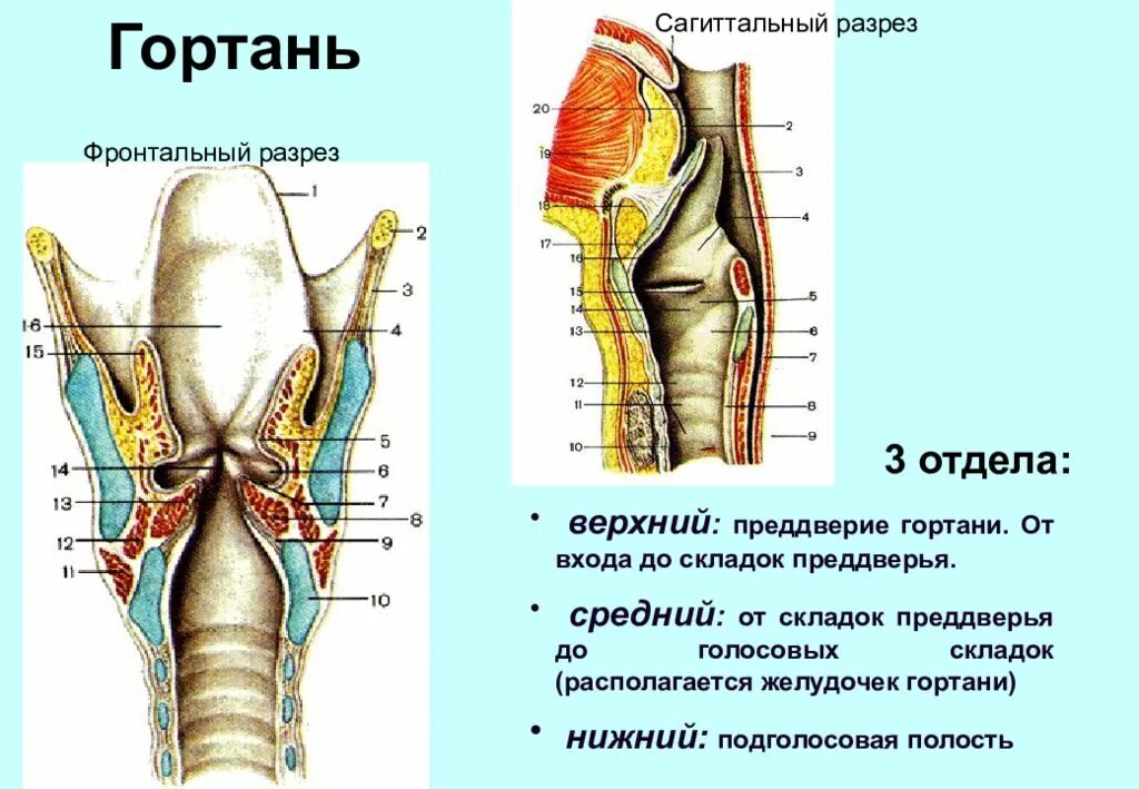 В состав какой системы входит гортань. Полость гортани анатомия строение. Дыхательная система человека гортань анатомия. Гортань анатомия медунивер.