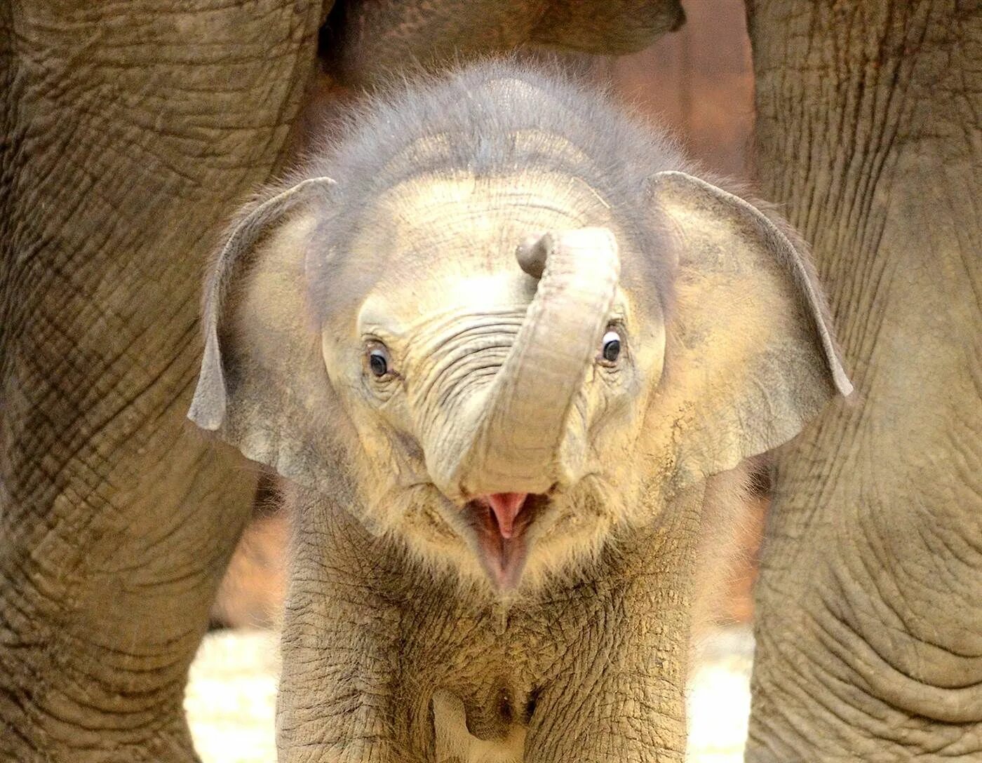 Самое говорящее животное. Слоненок. Маленький Слоненок. Маленький Соник. Смешной Слоненок.