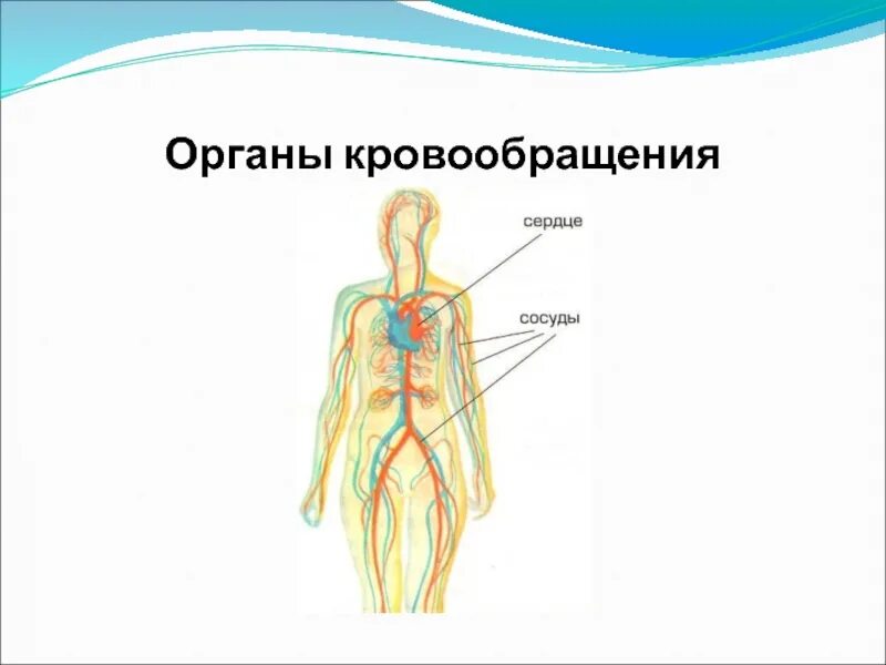 Перечисли органы кровообращения. Система органов кровообращения человека. Органы кровеносной системы человека 4 класс окружающий мир. Органы кровообращения 4 класс окружающий мир. Органы кровообращения 3 класс.