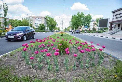 Нововоронеж цветы