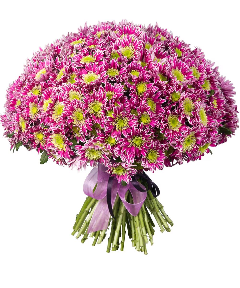 25 хризантем букет кустовых микс. Букет хризантем. Большие букеты цветов из хризантем. Хризантемы шаровидные букет. 101 хризантема букет.